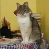 Отзыв от Альфия Никифорова
